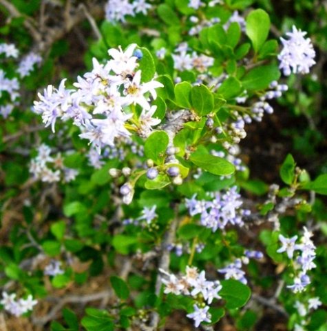 Ehretia rigida subsp. nervifolia after the rain