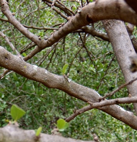 Ehretia rigida subsp. nervifolia stems