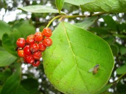 Ehretia
