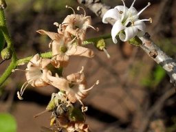 Ehretia amoena flowers