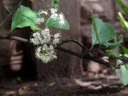 Ehretia