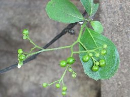 Ehretia amoena buds and young fruits
