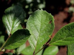 Ehretia amoena toothed leaf