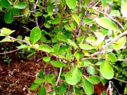 Ehretia amoena