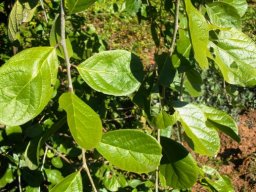 Ehretia amoena sandpaper bush