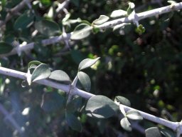 Ehretia rigida spur-branchlets