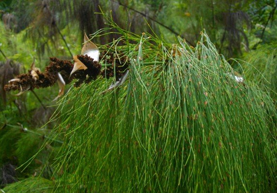 Elegia capensis inflorescence