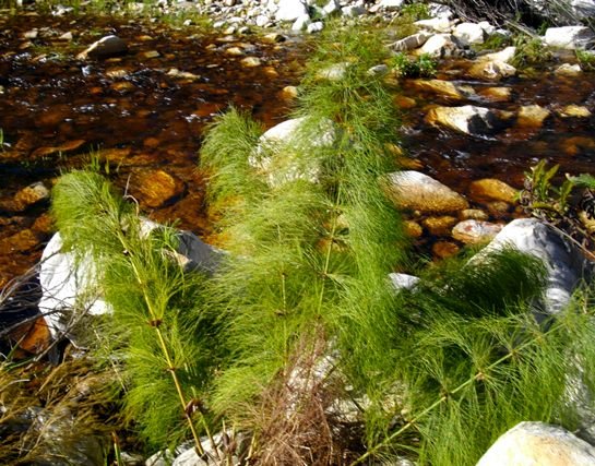 Elegia capensis not thirsty