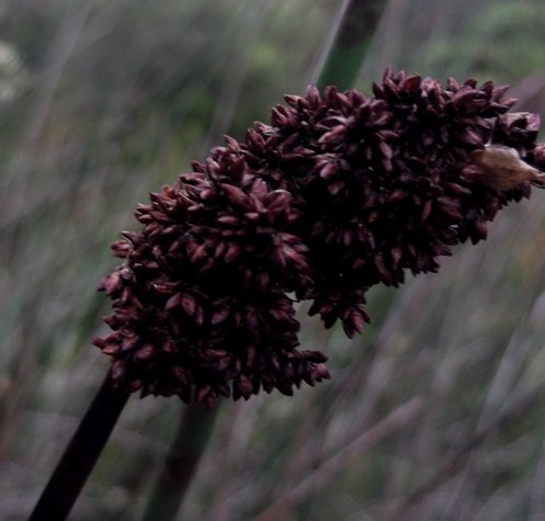 Elegia mucronata or rocket restio inflorescence