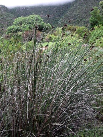 Elegia mucronata