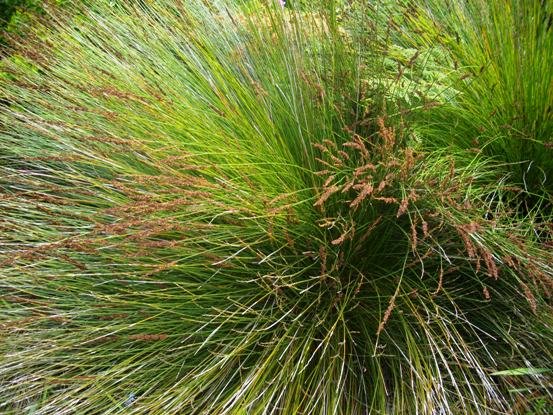 Elegia tectorum