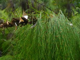 Elegia capensis inflorescence