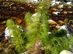 Elegia capensis not thirsty