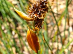 Elegia cuspidata
