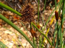 Elegia cuspidata, fonteinriet
