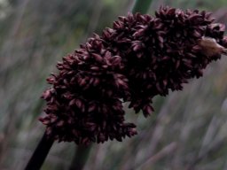 Elegia mucronata or rocket restio inflorescence
