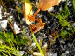 Elegia persistens male flowers