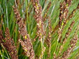 Elegia tectorum
