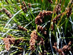 Elegia tectorum female plant