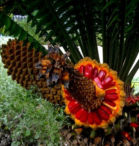 Encephalartos altensteinii in revelation mode
