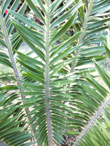 Encephalartos afer leaves or fronds