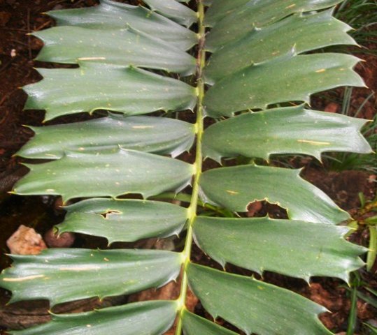 Encephalartos ferox leaf