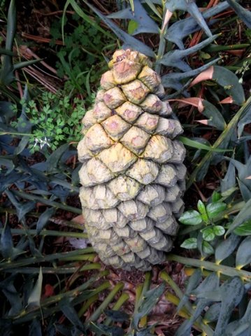 Encephalartos horridus female cone