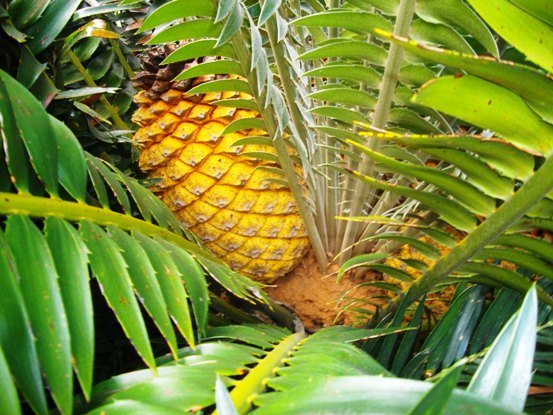 Encephalartos lebomboensis