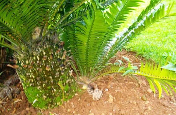 Encephalartos lebomboensis stem