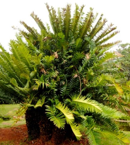 Encephalartos natalensis practicing closeness