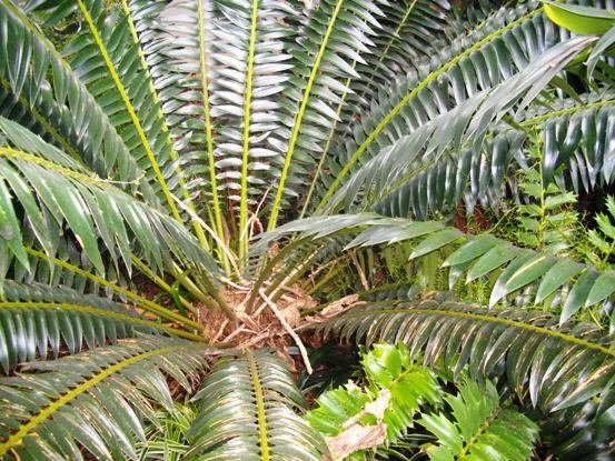Encephalartos transvenosus