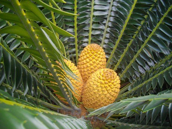 Encephalartos transvenosus female cones