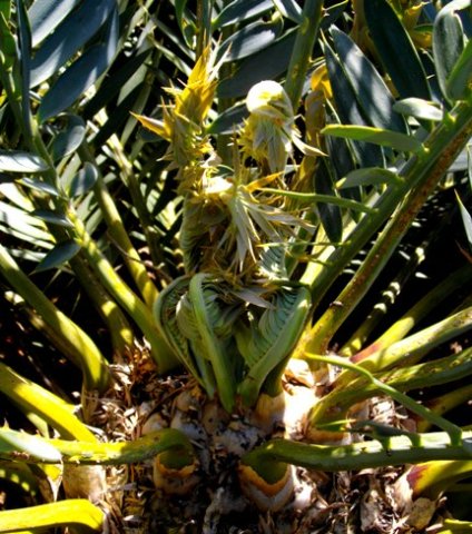 Encephalartos trispinosus sprouting leaves
