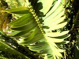 Encephalartos