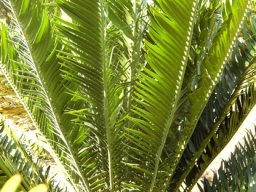 Encephalartos aemulans