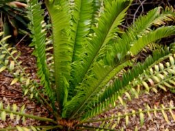 Encephalartos altensteinii new leaves