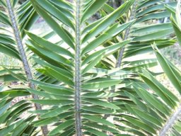 Encephalartos afer leaves or fronds
