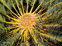 Encephalartos friderici-guilielmi stem-tip