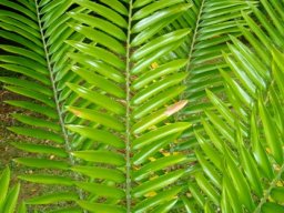 Encephalartos gratus