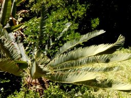 Encephalartos laevifolius