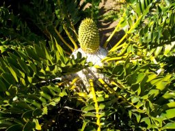 Encephalartos latifrons cone and white stem crown