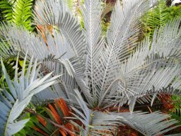 Encephalartos lehmannii