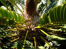 Encephalartos longifolius female cone