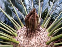 Encephalartos longifolius new leaves