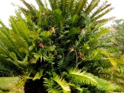 Encephalartos natalensis practicing closeness