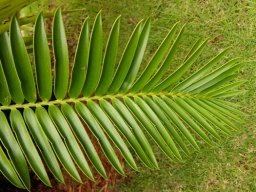 Encephalartos natalensis leaf