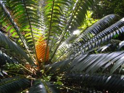 Encephalartos paucidentatus