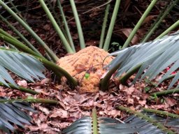 Encephalartos paucidentatus stem crown