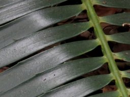 Encephalartos paucidentatus few teeth