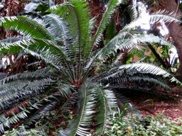 Encephalartos paucidentatus leaves high and low